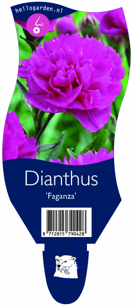 Dianthus 'Faganza' ; P11