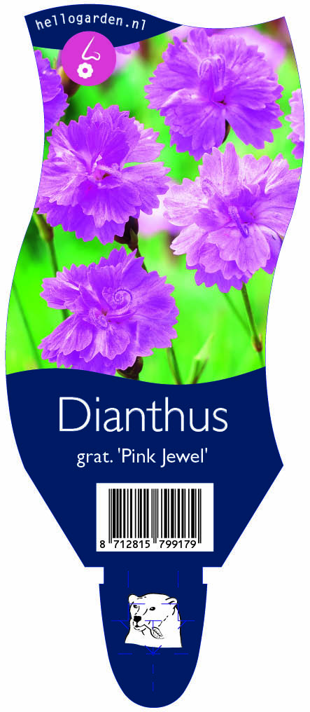 Dianthus grat. 'Pink Jewel' ; P11