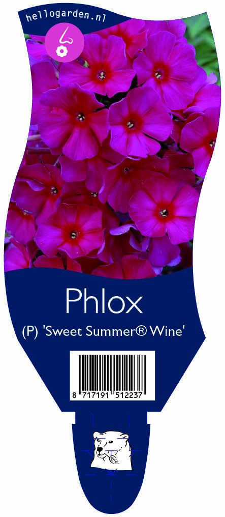 Phlox (P) 'Sweet Summer® Wine' ; P11