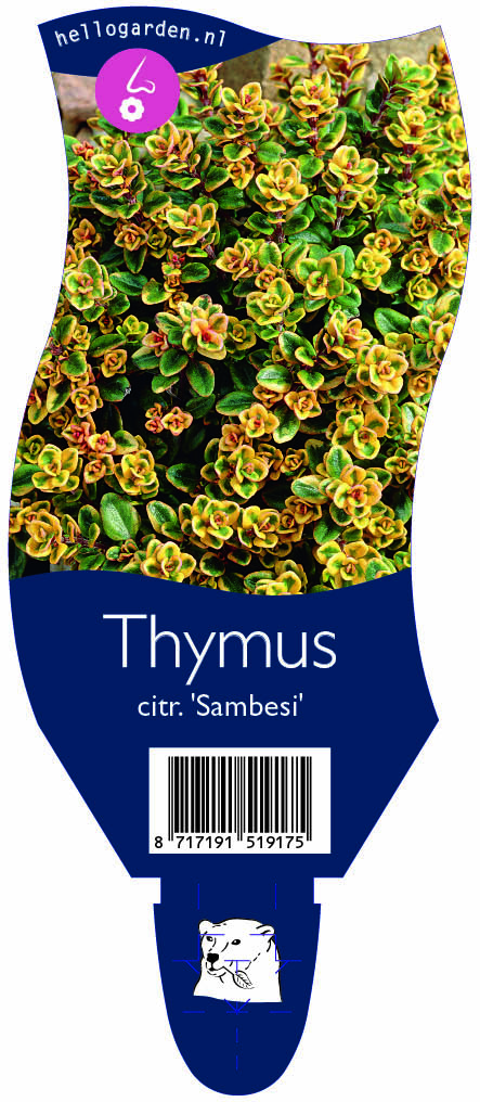 Thymus citr. 'Sambesi' ; P11