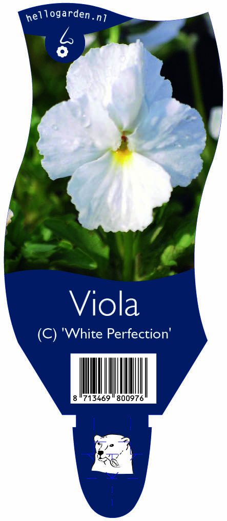 Viola (C) 'White Perfection' ; P11