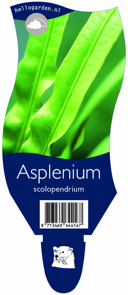 Asplenium scolopendrium ; P11