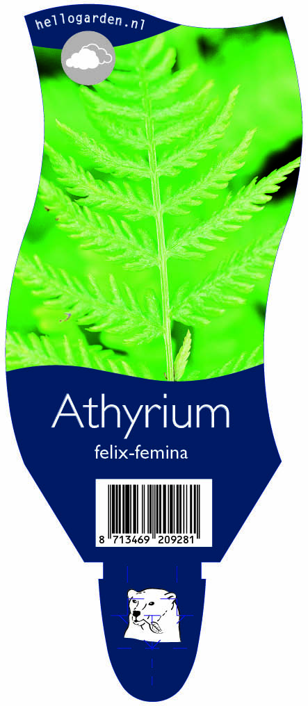 Athyrium felix-femina ; P11