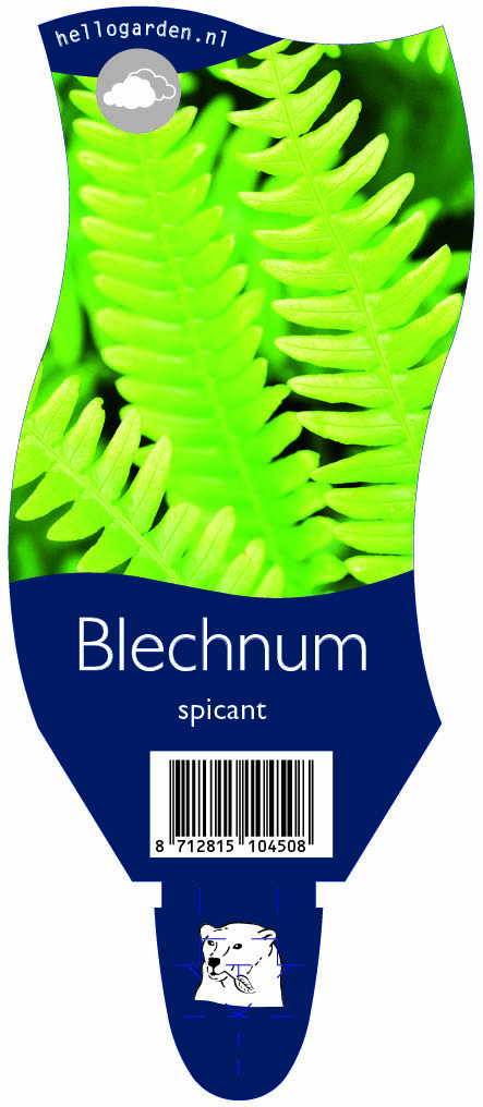 Blechnum spicant ; P11