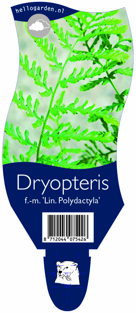 Dryopteris f.-m. 'Lin. Polydactyla' ; P11
