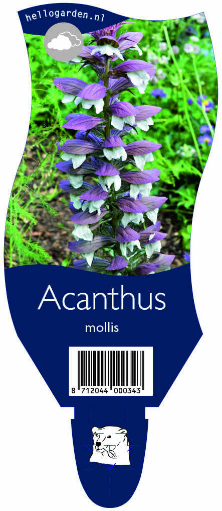 Acanthus mollis ; P11