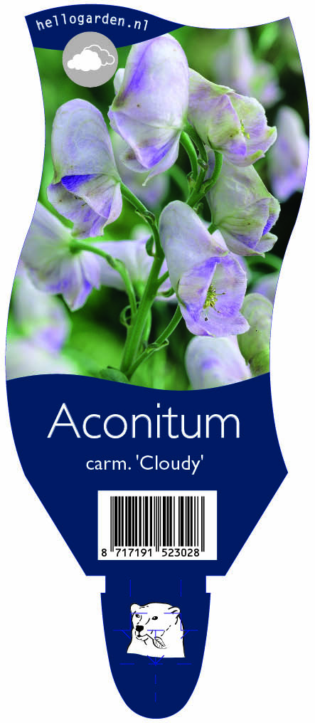 Aconitum carm. 'Cloudy' ; P11