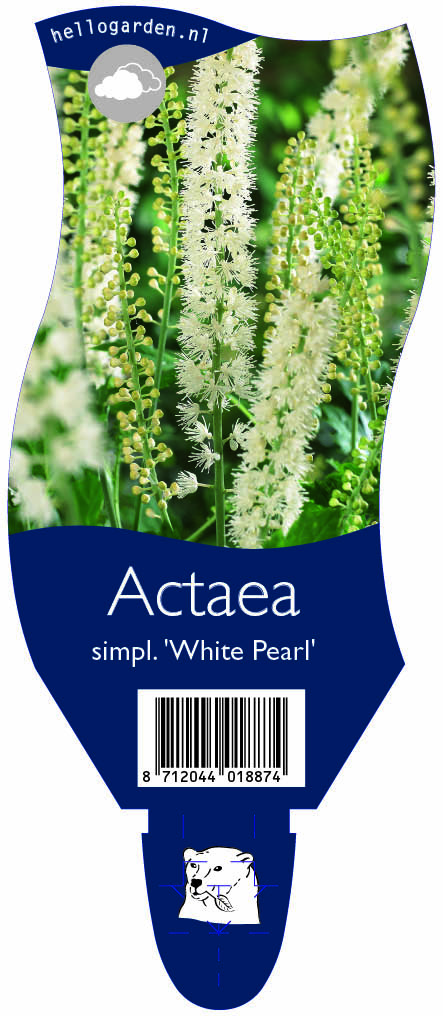 Actaea simpl. 'White Pearl' ; P11