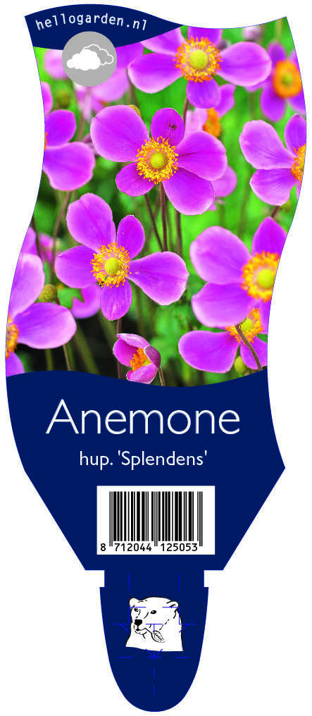 Anemone hup. 'Splendens' ; P11