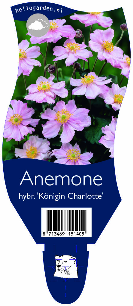 Anemone hybr. 'Königin Charlotte' ; P11