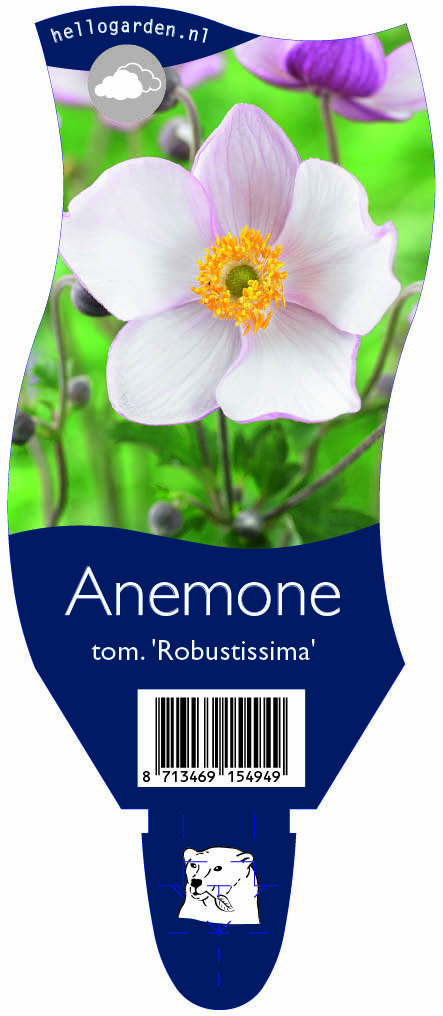 Anemone tom. 'Robustissima' ; P11