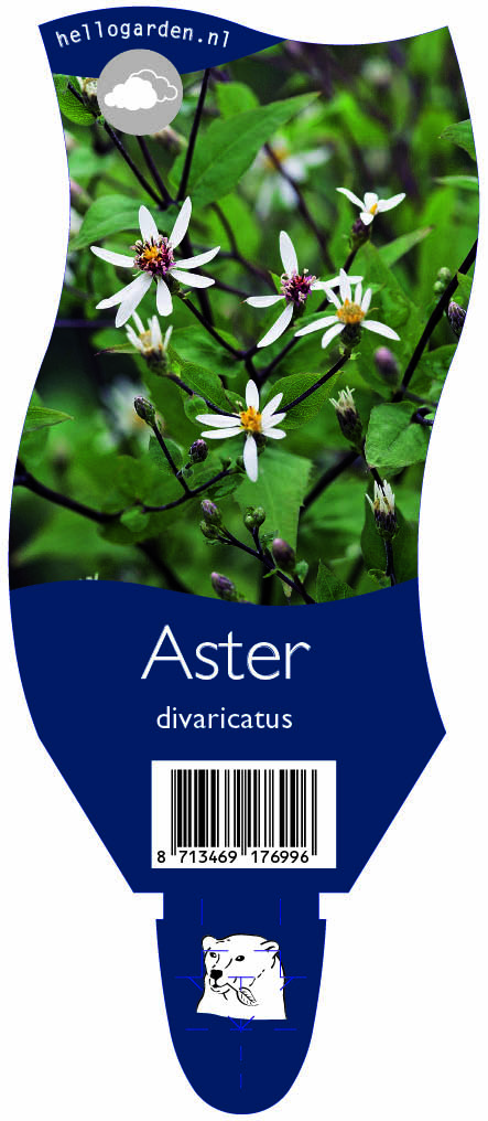 Aster divaricatus ; P11
