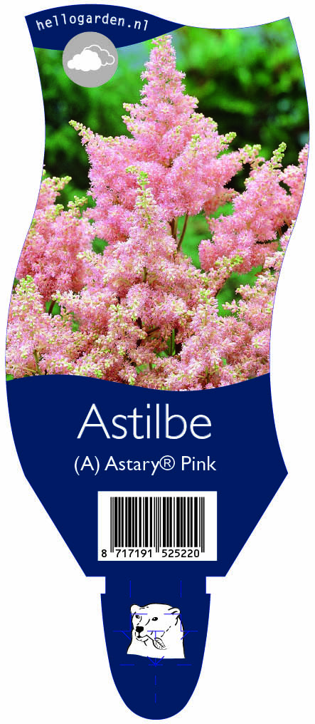 Astilbe (A) Astary® Pink ; P11