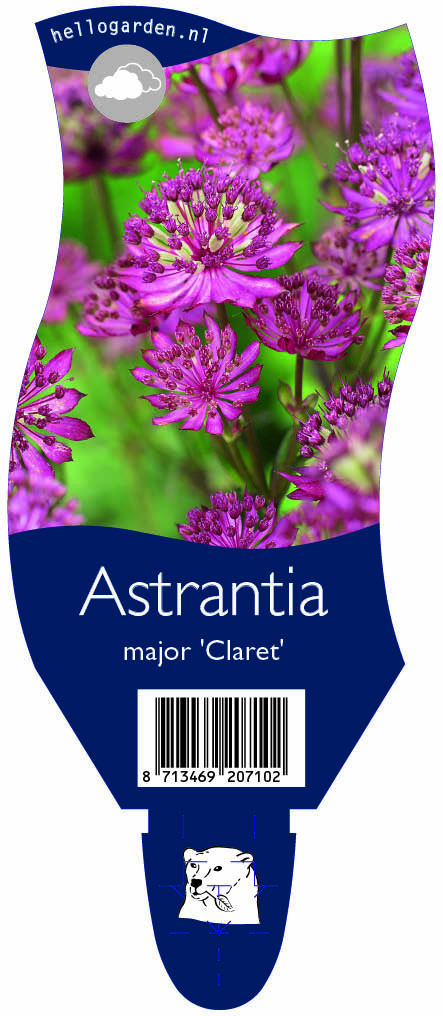 Astrantia major 'Claret' ; P11