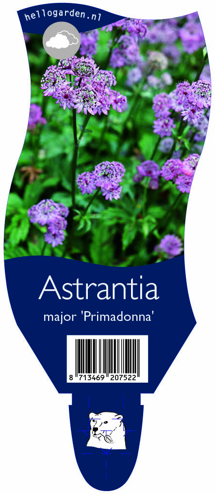 Astrantia major 'Primadonna' ; P11