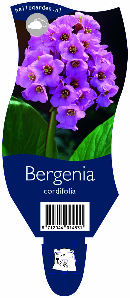 Bergenia cordifolia ; P11