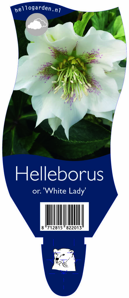 Helleborus or. 'Red Lady' ; P11
