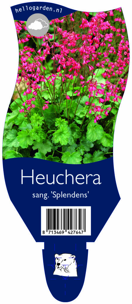Heuchera sang. 'Splendens' ; P11