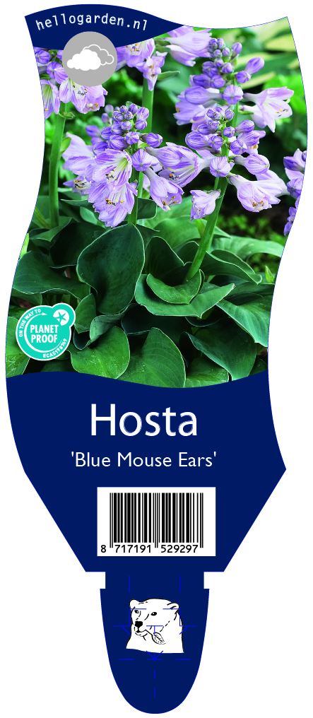 Hosta 'Blue Mouse Ears' ; P11