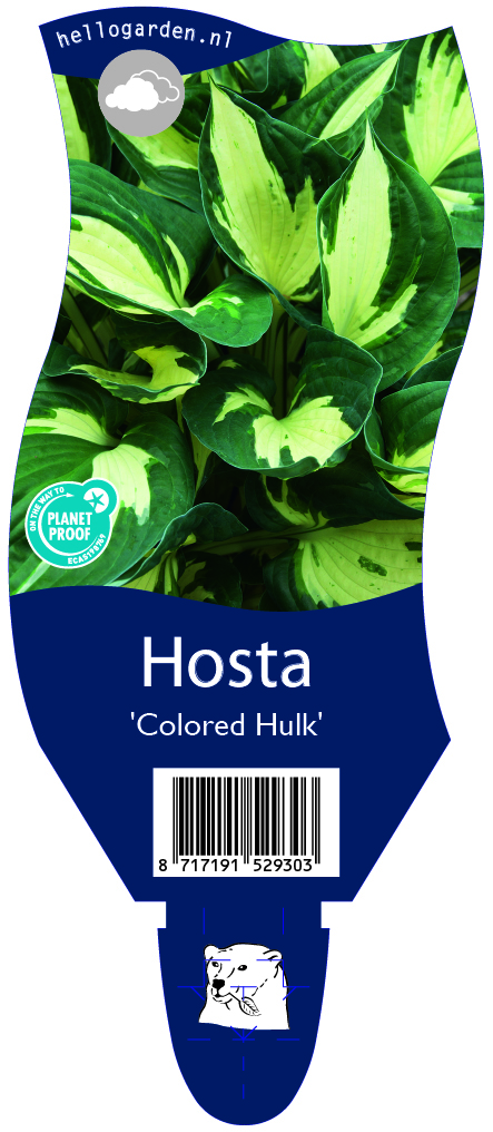 Hosta 'Colored Hulk' ; P11