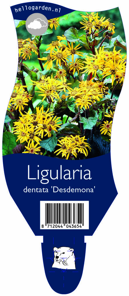 Ligularia dentata 'Desdemona' ; P11