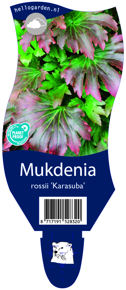 Mukdenia rossii 'Karasuba' ; P11