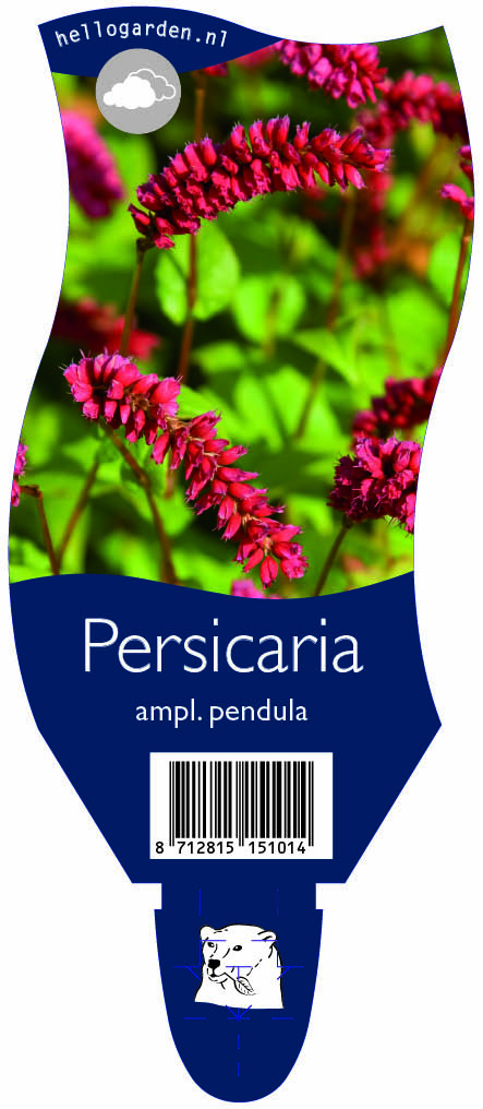 Persicaria ampl. pendula ; P11