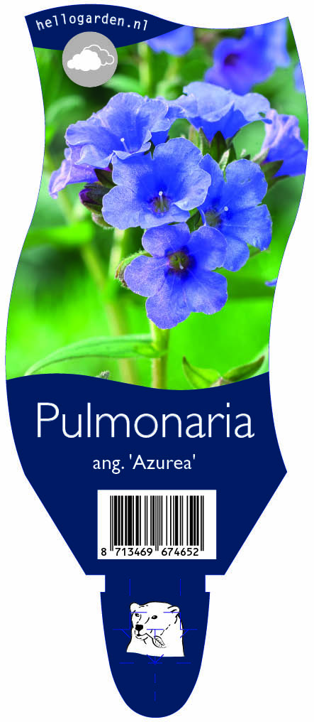 Pulmonaria ang. 'Azurea' ; P11