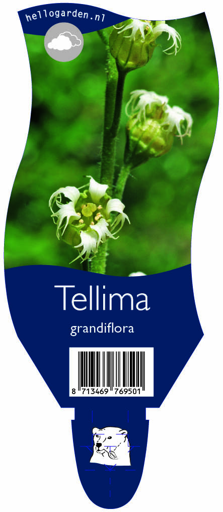 Tellima grandiflora ; P11