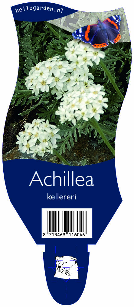 Achillea kellereri ; P11