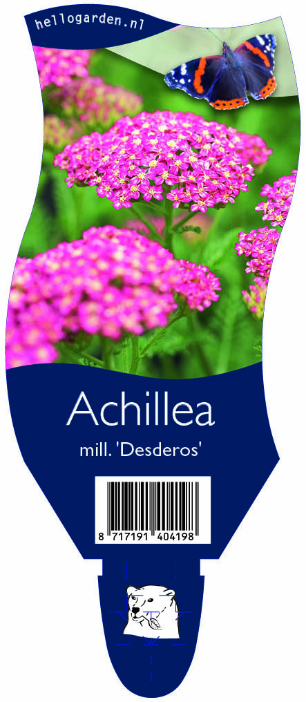 Achillea mill. 'Desderos' ; P11