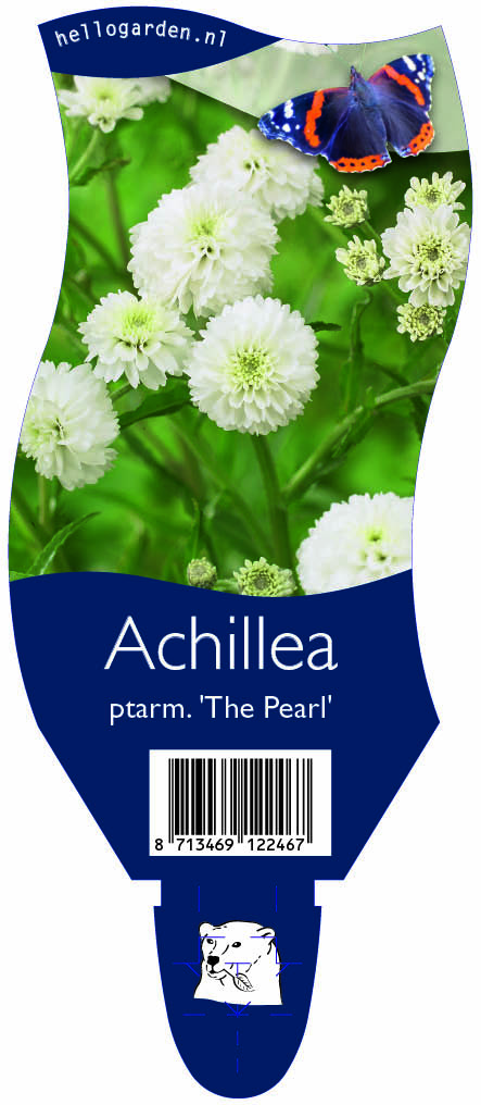 Achillea ptarm. 'The Pearl' ; P11