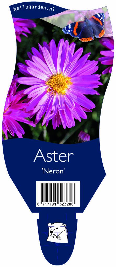 Aster 'Neron' ; P11
