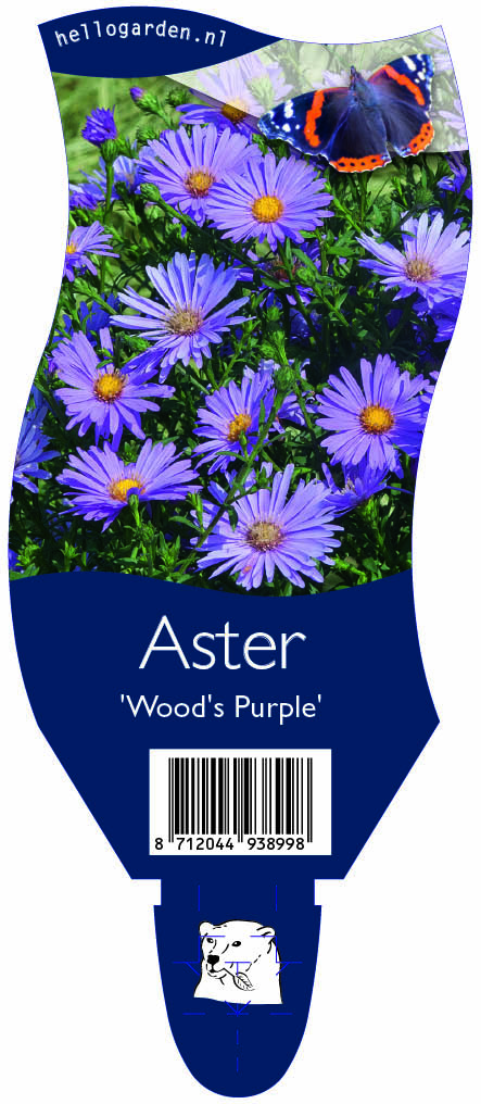 Aster 'Wood's Purple' ; P11