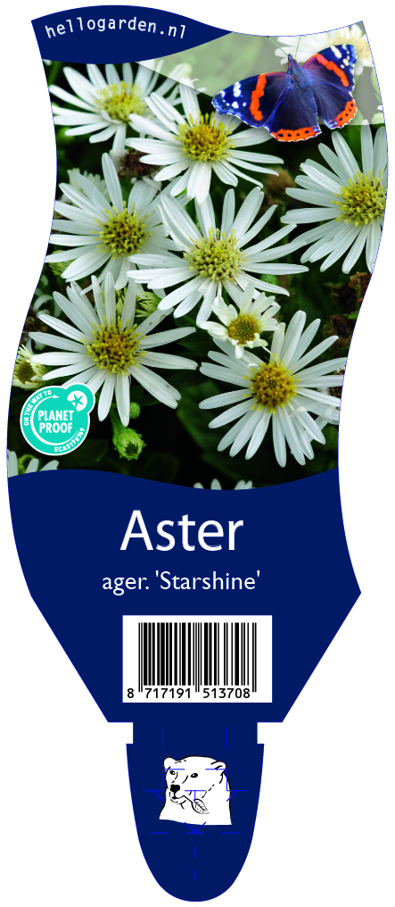 Aster ager. 'Starshine' ; P11