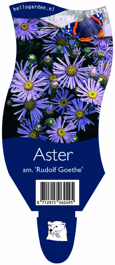 Aster am. 'Rudolf Goethe' ; P11