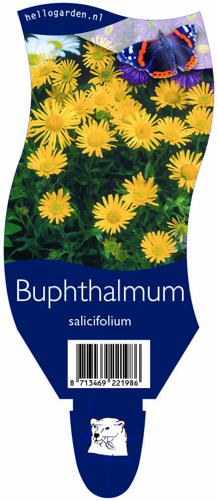 Buphthalmum salicifolium ; P11