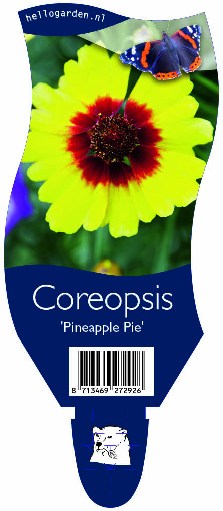 Coreopsis 'Pineapple Pie' ; P11