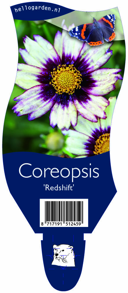 Coreopsis 'Redshift' ; P11