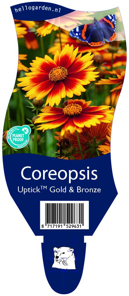 Coreopsis UptickTM Gold & Bronze ; P11