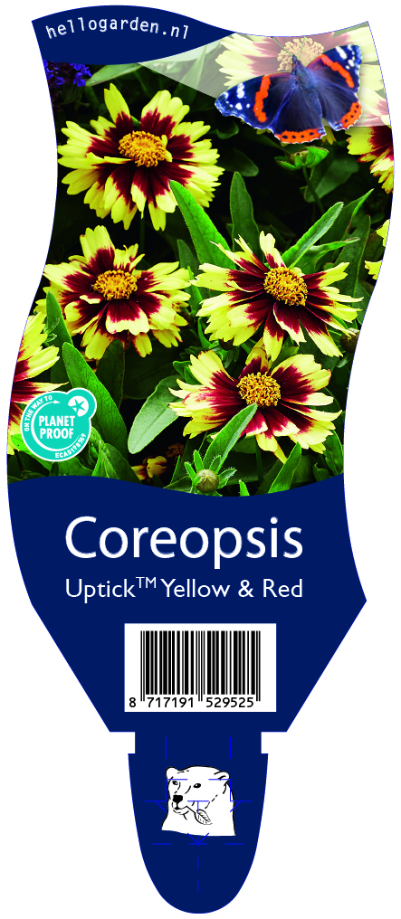Coreopsis UptickTM Yellow & Red ; P11