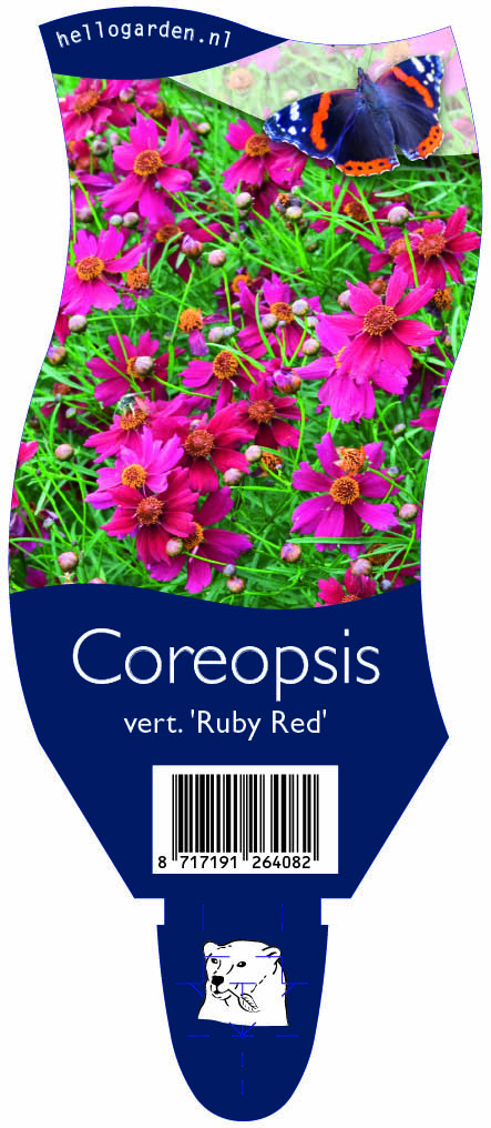 Coreopsis vert. 'Ruby Red' ; P11