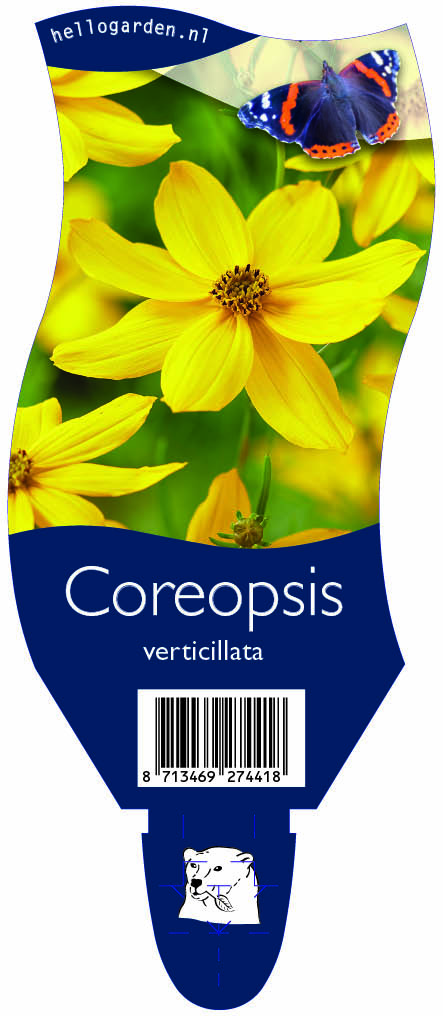 Coreopsis verticillata ; P11