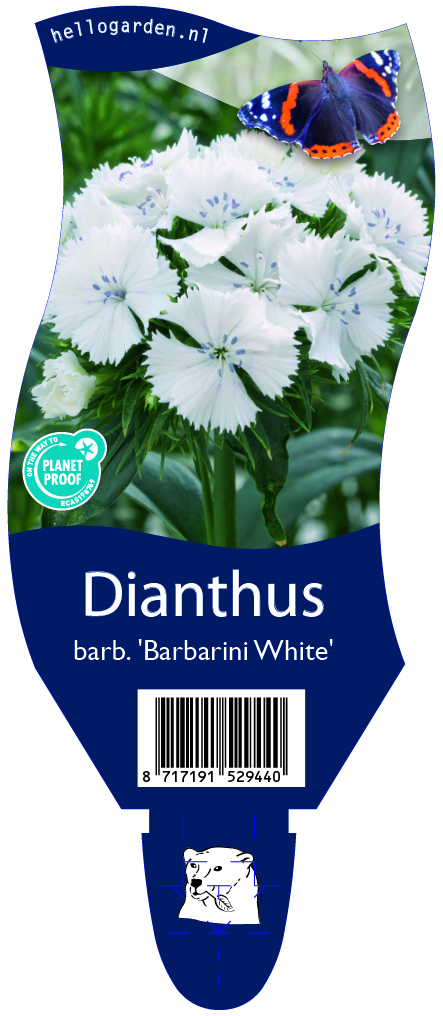 Dianthus barb. 'Barbarini White' ; P11