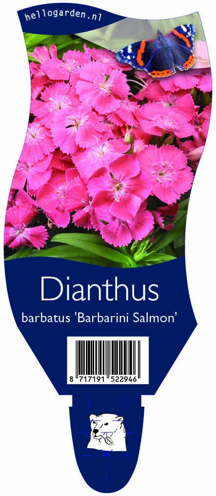 Dianthus barbatus 'Barbarini Salmon' ; P11