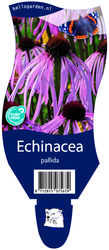 Echinacea pallida ; P11