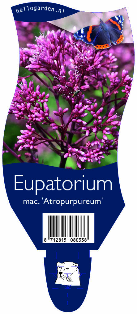 Eupatorium mac. 'Atropurpureum' ; P11
