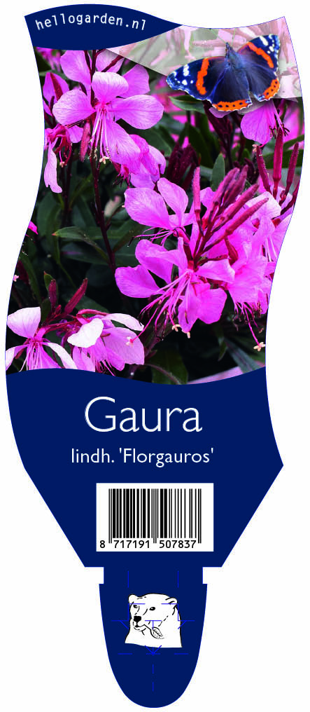 Gaura lindh. 'Florgauros' ; P11