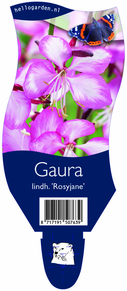 Gaura lindh. 'Rosyjane' ; P11