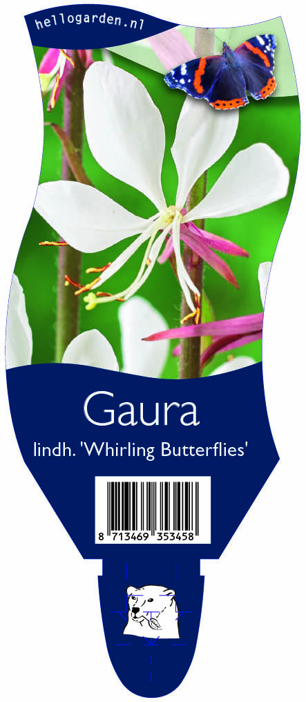 Gaura lindh. 'Whirling Butterflies' ; P11
